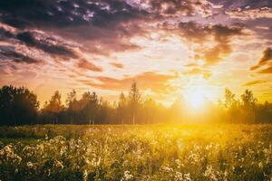 Sunrise on a field covered with wild flowers in summer season with fog and trees with a cloudy sky background in morning. Vintage film aesthetic. photo
