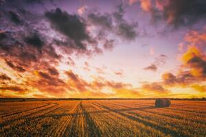 Sunset on the field with haystacks in Autumn season. Rural landscape with cloudy sky background in a sunny evening. Vintage film aesthetic. photo