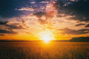 Sunset or dawn in a rye or wheat field with a dramatic cloudy sky during summertime. Aesthetics of vintage film. photo