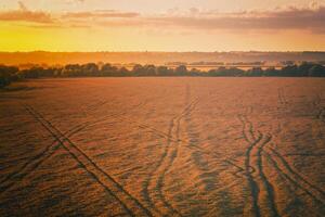 parte superior ver de un puesta de sol o amanecer en un agrícola campo con orejas de joven dorado centeno. Clásico película estético. foto