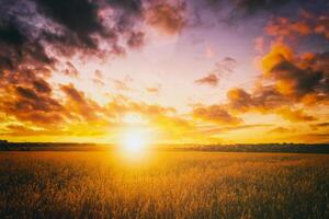 Sunset or dawn in a rye or wheat field with a dramatic cloudy sky during summertime. Aesthetics of vintage film. photo