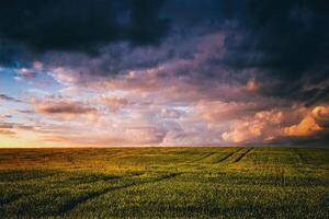 puesta de sol o amanecer en un centeno o trigo campo con un dramático nublado cielo durante Hora de verano. estética de Clásico película. foto