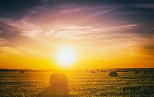 A field with haystacks on a summer or early autumn evening with a cloudy sky in the background. Procurement of animal feed in agriculture. Vintage film aesthetic. photo