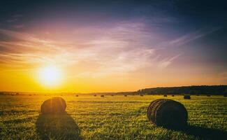 A field with haystacks on a summer or early autumn evening with a cloudy sky in the background. Procurement of animal feed in agriculture. Vintage film aesthetic. photo