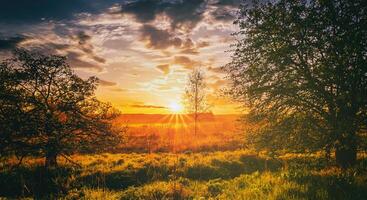 Sunrise in a spring field with green grass, lupine sprouts, fog on the horizon, trees on a foreground and cloudy sky. Vintage film aesthetic. photo