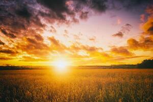 Sunset or dawn in a rye or wheat field with a dramatic cloudy sky during summertime. Aesthetics of vintage film. photo