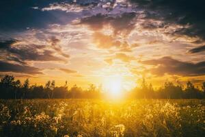 Sunrise on a field covered with wild flowers in summer season with fog and trees with a cloudy sky background in morning. Vintage film aesthetic. photo