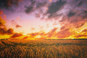 Sunset or dawn in a rye or wheat field with a dramatic cloudy sky during summertime. Aesthetics of vintage film. photo