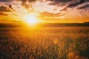 Sunset or dawn in a rye or wheat field with a dramatic cloudy sky during summertime. Aesthetics of vintage film. photo