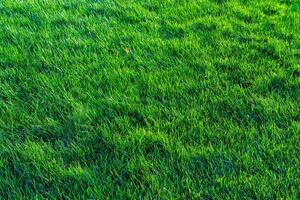 Texture of green grass on the lawn. Natural abstract background. photo