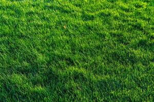 Texture of green grass on the lawn. Natural abstract background. photo