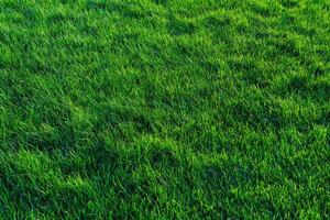 Texture of green grass on the lawn. Natural abstract background. photo