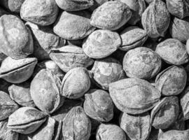 Black and white texture of a pile of apricot kernels in the shell. Background of healthy plant vegan food. Nuts. photo