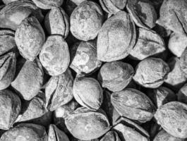 Black and white texture of a pile of apricot kernels in the shell. Background of healthy plant vegan food. Nuts. photo