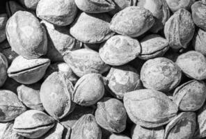 Black and white texture of a pile of apricot kernels in the shell. Background of healthy plant vegan food. Nuts. photo