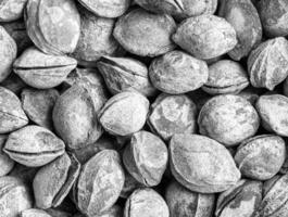 negro y blanco textura de un pila de albaricoque granos en el caparazón. antecedentes de sano planta vegano alimento. nueces. foto