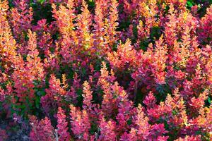 rojo ornamental plantas naturaleza antecedentes. foto