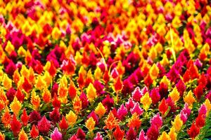 Red and yellow ornamental flowers nature background. photo