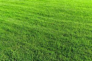 Texture of green grass on the lawn. Natural abstract background. photo