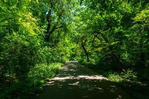 asfalto la carretera entre el arboles en un soleado día en el botánico jardín. foto