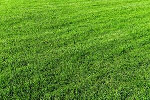 Texture of green grass on the lawn. Natural abstract background. photo