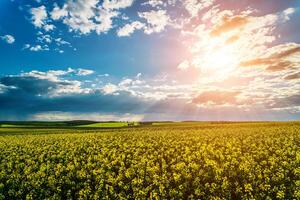 Sunbeams breaking through the clouds in a rapeseed field. photo