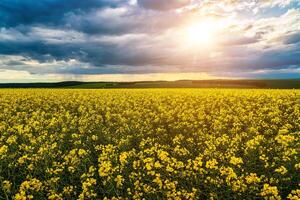 The sun breaking through storm clouds in a flowering rapeseed field. photo