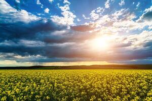 The sun breaking through storm clouds in a flowering rapeseed field. photo