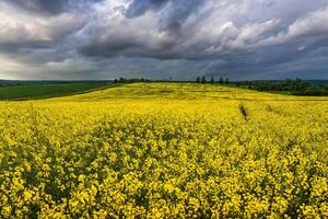 An approaching thunderstorm in a flowering rapeseed field. photo