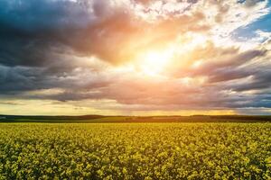 An approaching thunderstorm in a flowering rapeseed field. photo