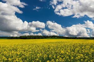 Rapeseed field with beautiful cloudy sky. Rural landscape. photo