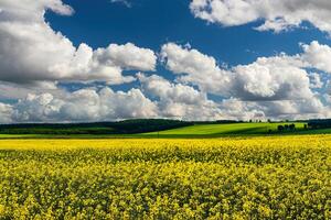 Rapeseed field with beautiful cloudy sky. Rural landscape. photo