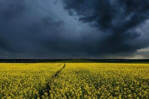 un que se acerca tormenta en un floración colza campo. foto