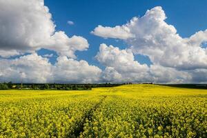colza campo con hermosa nublado cielo. rural paisaje. foto