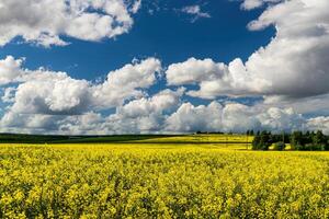 colza campo con hermosa nublado cielo. rural paisaje. foto