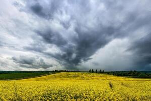 un que se acerca tormenta en un floración colza campo. foto