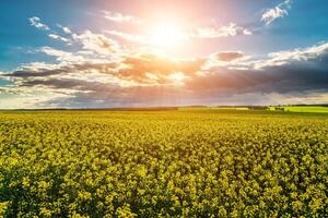 rayos de sol rotura mediante el nubes en un colza campo. foto