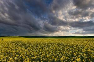 un que se acerca tormenta en un floración colza campo. foto