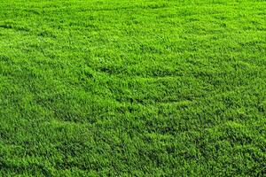 Texture of green grass on the lawn. Natural abstract background. photo