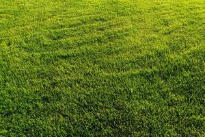 Texture of green grass on the lawn. Natural abstract background. photo