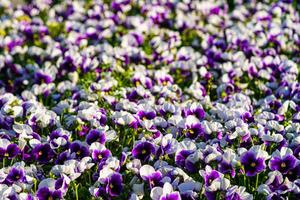 Purple flower bed with blooming decorative flowers. Landscaping. photo