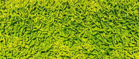 Decorative wall from a plant with green leaves. Natural pattern. Abstract background. Landscaping. photo