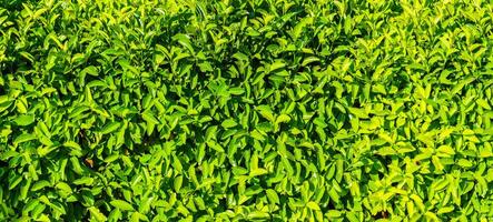 Decorative wall from a plant with green leaves. Natural pattern. Abstract background. Landscaping. photo