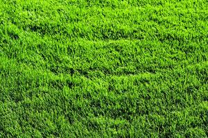 Texture of green grass on the lawn. Natural abstract background. photo