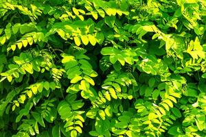 Decorative wall from a plant with green leaves. Natural pattern. Abstract background. Landscaping. photo