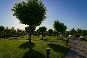 Sunset or dawn in a park with cut trees, pavement and green lawns. photo