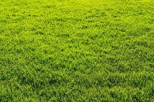 Texture of green grass on the lawn. Natural abstract background. photo