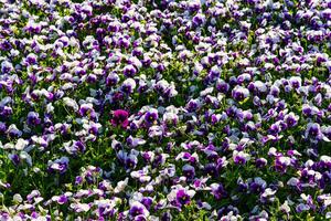 Purple flower bed with blooming decorative flowers. Landscaping. photo