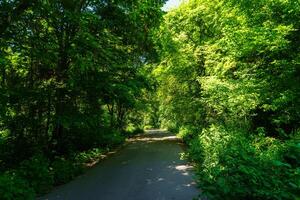 Asphalt road among the trees on a sunny day in the botanical garden. photo