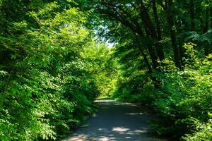 Asphalt road among the trees on a sunny day in the botanical garden. photo